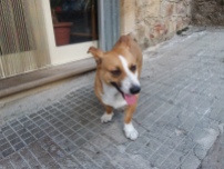 A stray dog in Mistretta that everybody loves named polpetta (meatball)